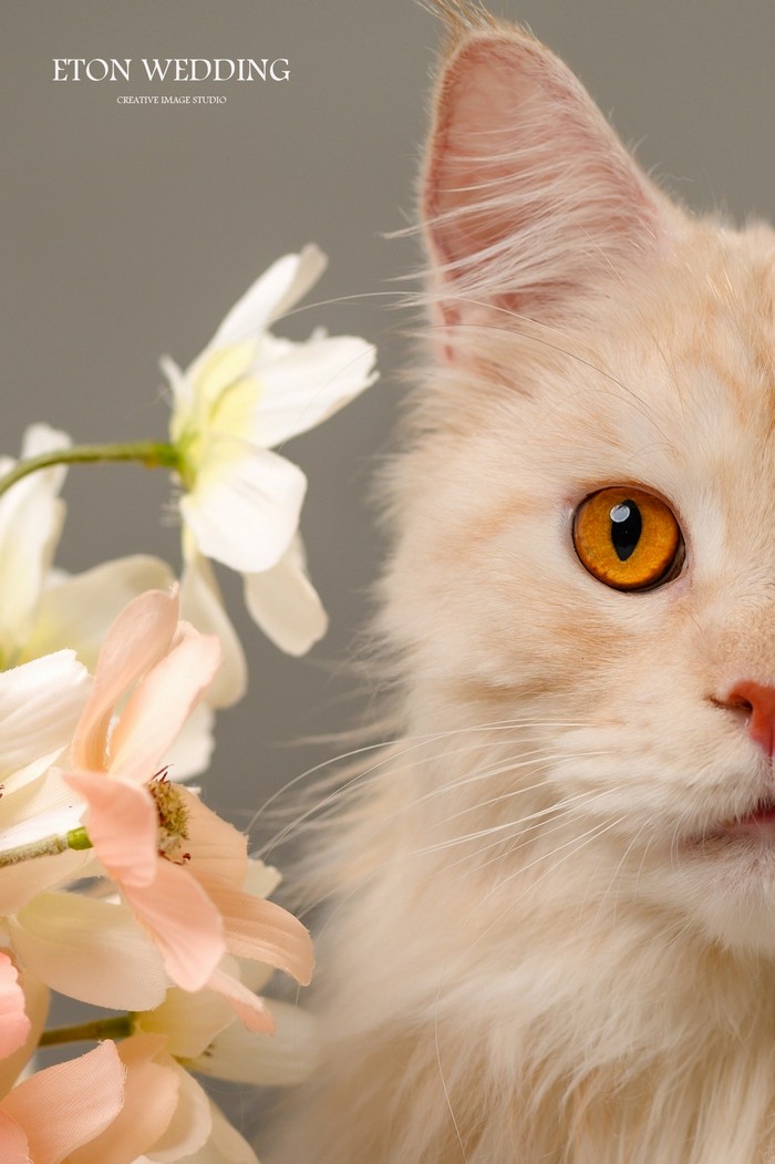 寵物寫真,寵物攝影,寵物照,毛孩照,紀念照